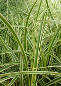 Carex morrowii 'Ice Ballet'